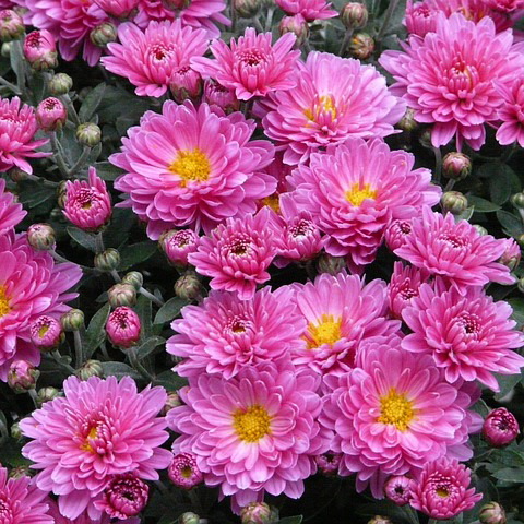aster varieties species types aster perennial seeds how to grow plant asters aster varieties species types aster perennial seeds how to grow plant asters