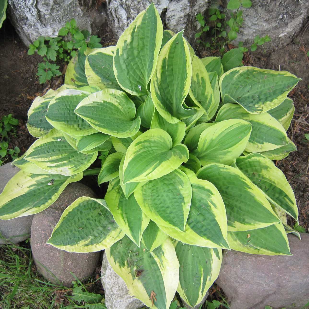Funkien garten. Funkien sorten, funkien pflanzen, vermehren. Hosta