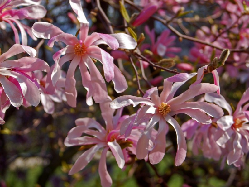 Thầy Ngoạn Cô Hoa  Magnolia%20Rosea.JPG!800!600!reduce